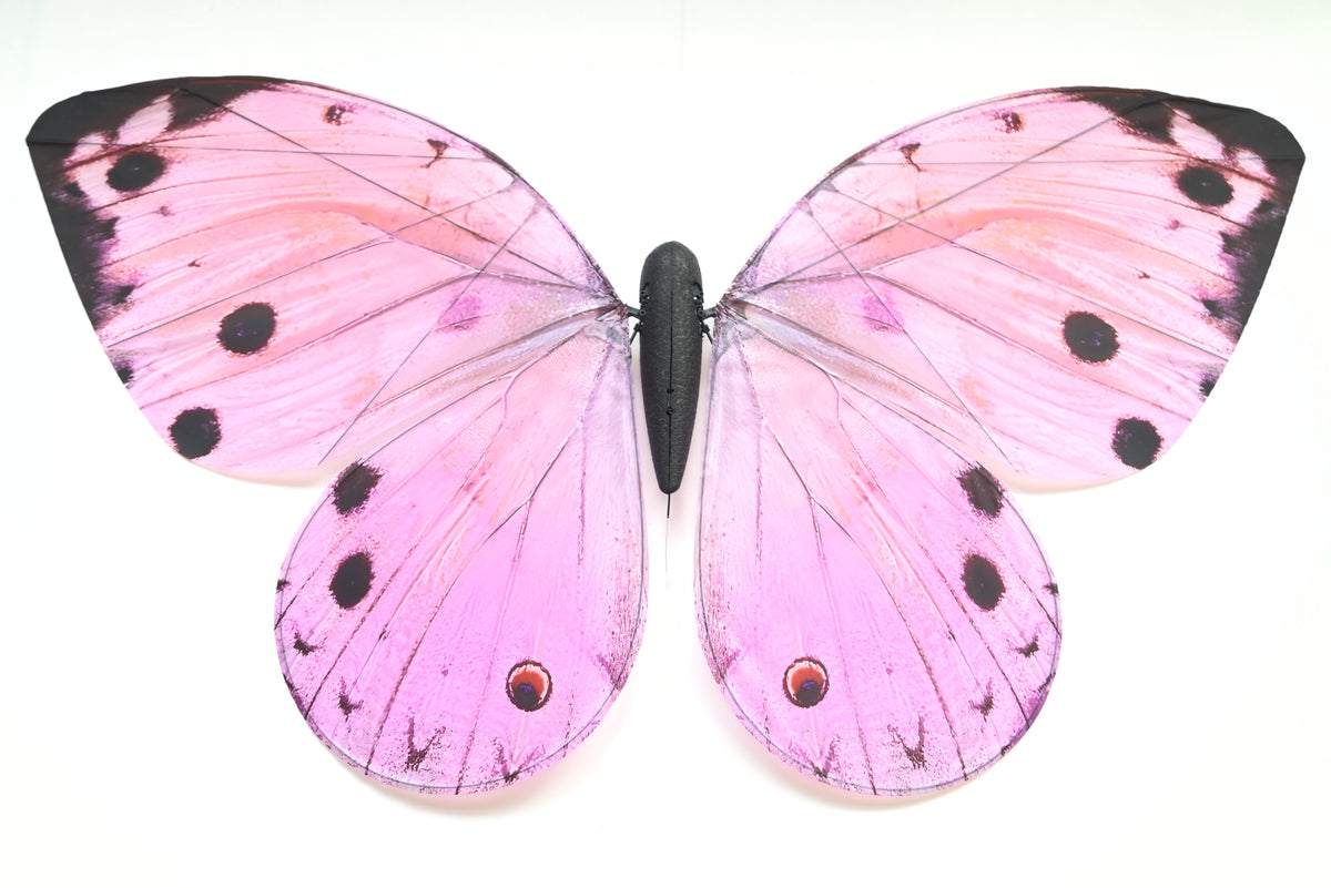 Butterfly RC Aircraft